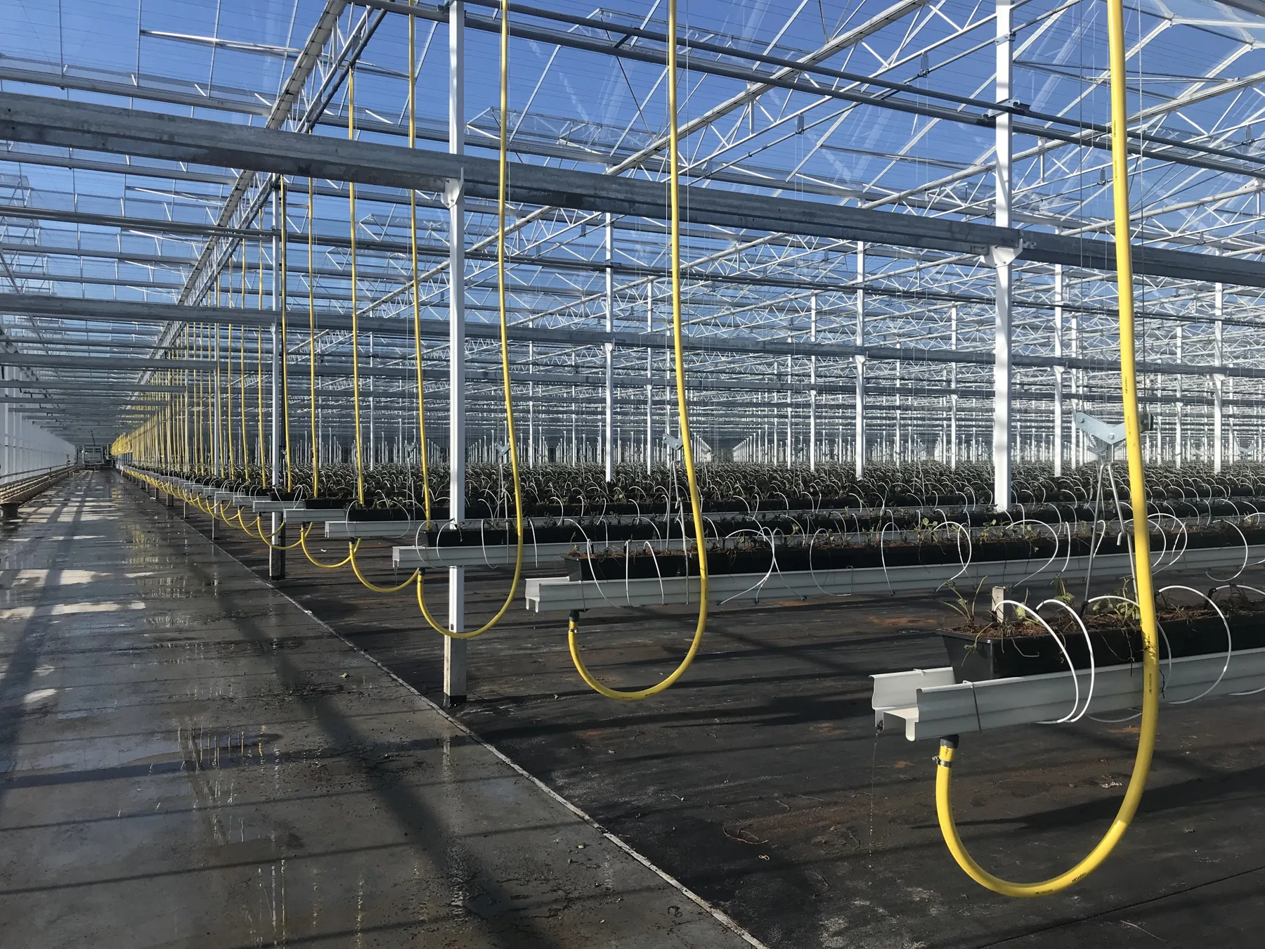 Waterinstallatie met slangen boven de teelttafels in een glazen kas